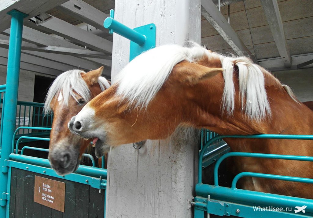 Экскурсия на завод Карлсберг в Копенгагене
