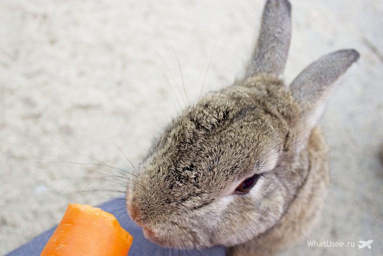 Япония кроличий остров Окуносима