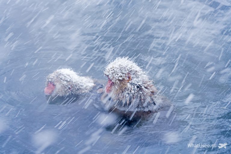 Япония Нагано и обезьяны в источниках